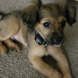 Meet your Posher, Star